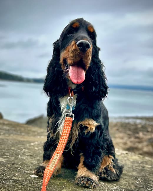 Black-and-tan cocker spaniel on an orange lead sitting by the coast, tongue out