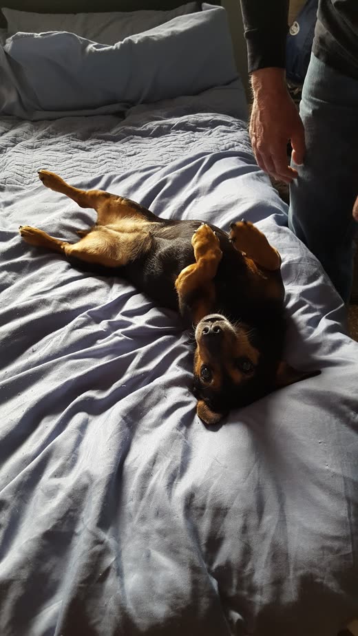 Small dog rolled onto its back with paws in the air