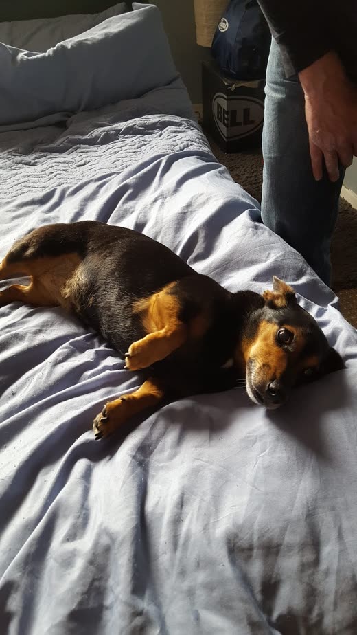 Small tan-and-black dog asleep on a grey duvet
