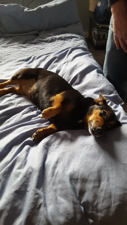 Tan-and-black dog sprawled on its side on a duvet in sunlight